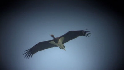 Black stork (Svart stork )