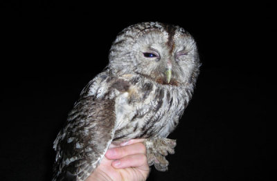 Tawny Owl ( Kattuggla )