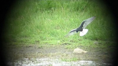 Munkagrdsfloen Halland  17.5-07