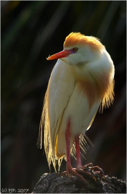 Cattle Egret with Breeding Plumage