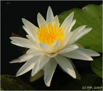 Water Lily...