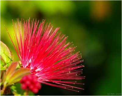 Bottle Brush...