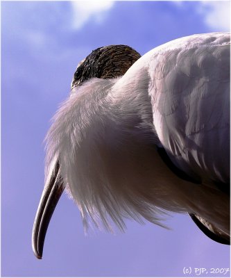 Stork Up There...
