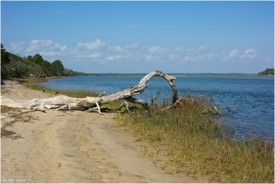 Driftwood...