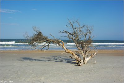 Water Rotted Oak...