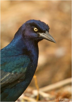 Boat-tailed Grackle (Blackbird) Portrait...