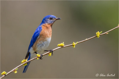 Eastern Bluebird (M)