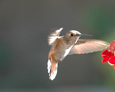 Hummingbird_1psDSC_0537.jpg