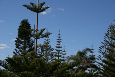 Australian Pines