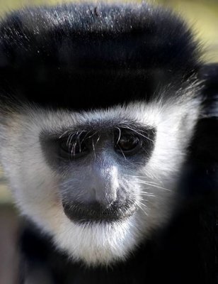 colobus baby