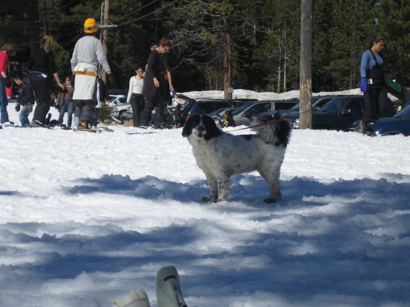 Doggy!