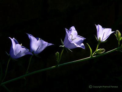 Harebells