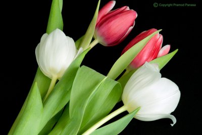 Twi Colored Tulips