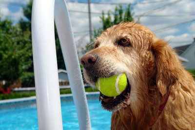 Pool fun