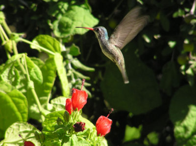 hybrid_hummingbird