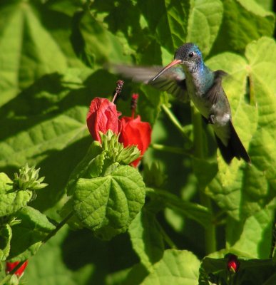 hybrid_hummingbird