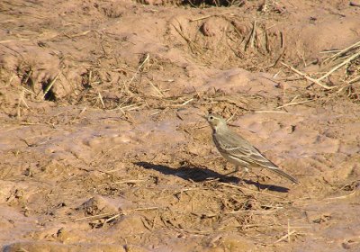12-08-06 american pipit1.jpg