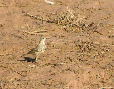 american_pipit