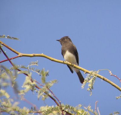 black_phoebe