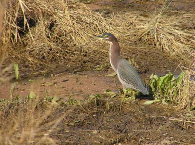 green_heron