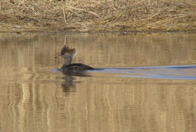 hooded_merganser