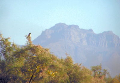 american_kestrel
