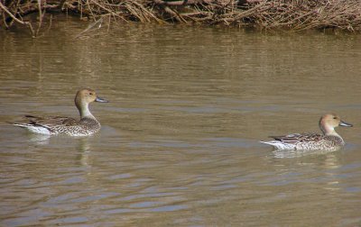 northern_pintail
