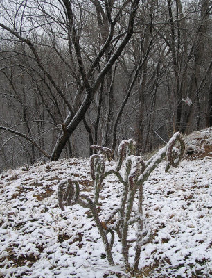 12-29-06 cactus snow.jpg