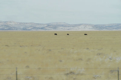 12-30-06 cows1.jpg