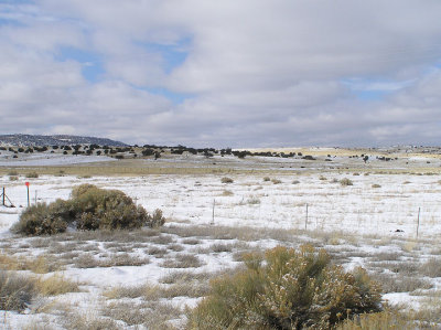 12-30-06 nm foliage.jpg