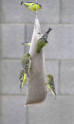 01-12-07 lesser goldfinch1.jpg