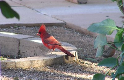 01-02-07 male cardinal1.jpg