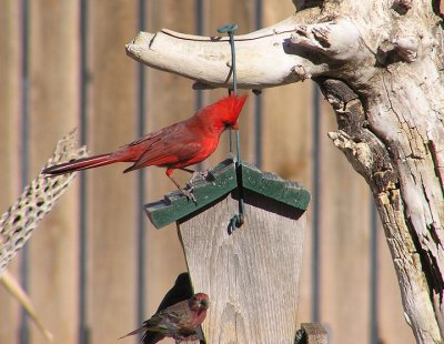 01-02-07 male cardinal2.jpg