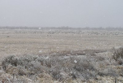 12-29-06 sandhill crane2.jpg
