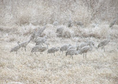 sandhill_cranes