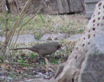 02-08-07 aberts towhee1.jpg