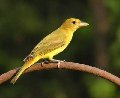 summertanager