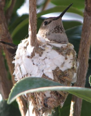 04-07-07 nest4.jpg