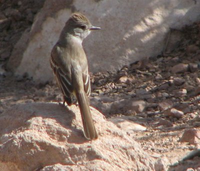 ash_throated_flycatcher