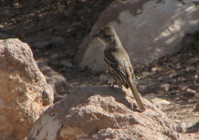 04-10-07 flycatcher2.jpg