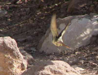 04-10-07 flycatcher3.jpg