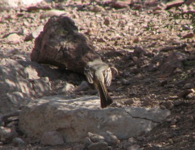 04-10-07 flycatcher4.jpg