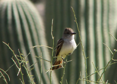 04-10-07 flycatcher5.jpg