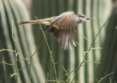 04-10-07 flycatcher6.jpg