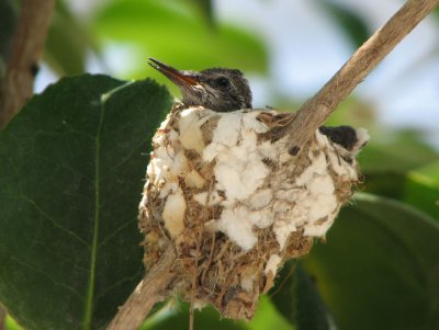 04-28-07 hummer baby1.jpg