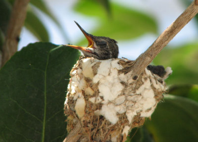 04-28-07 hummer baby2.jpg