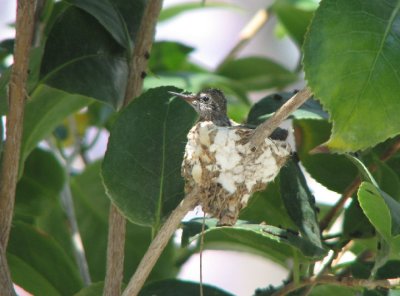 04-28-07 hummer baby4.jpg