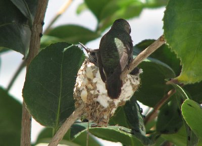 04-28-07 hummer baby7.jpg
