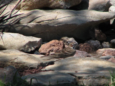 04-29-07 lark sparrow4.jpg