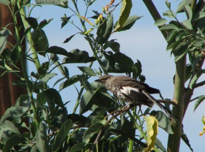 04-29-07 mockingbird1.jpg